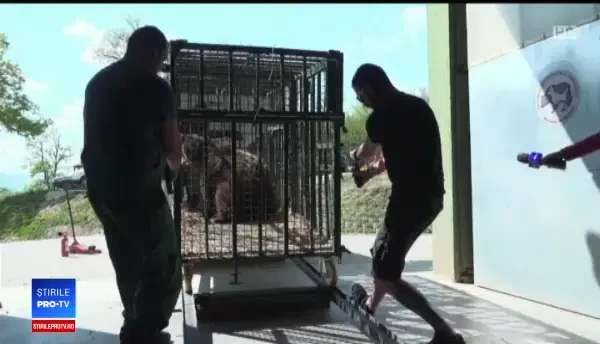 Ursoaica Anca, salvată după 20 de ani de calvar la zoo din Piatra Neamț