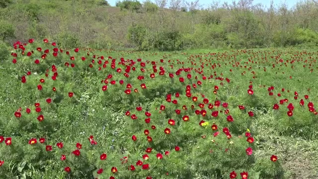 Pelerinaj la rezervaţia de bujori de stepă din Zău de Câmpie. Sunt unici în Europa