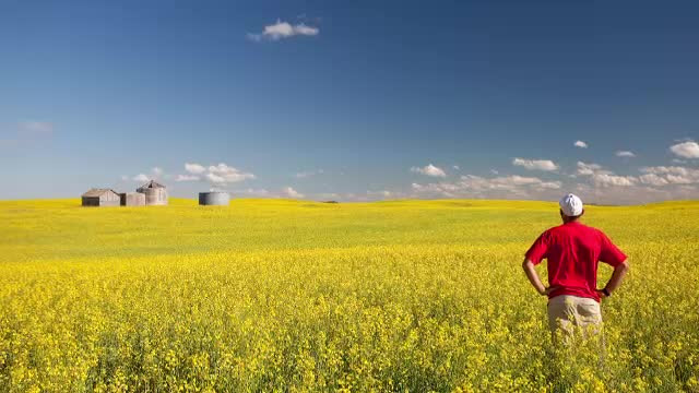 Fermierii se pregătesc iar de profituri mari cu cultura-minune. Au sacrificat grâul pentru ea