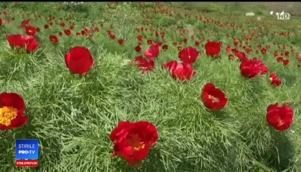 Pelerinaj la rezervaţia de bujori de stepă din Zău de Câmpie. Sunt unici în Europa