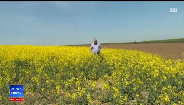 Fermierii se pregătesc iar de profituri mari cu cultura-minune. Au sacrificat grâul pentru ea