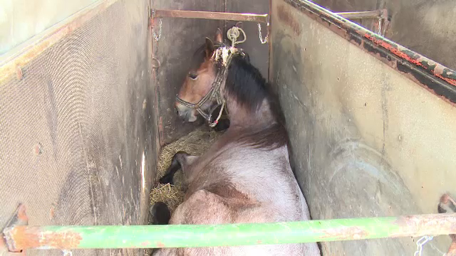Cai răniți de mașini de teren care participau la o cursă, în Bihor. Filmul incidentului macabru