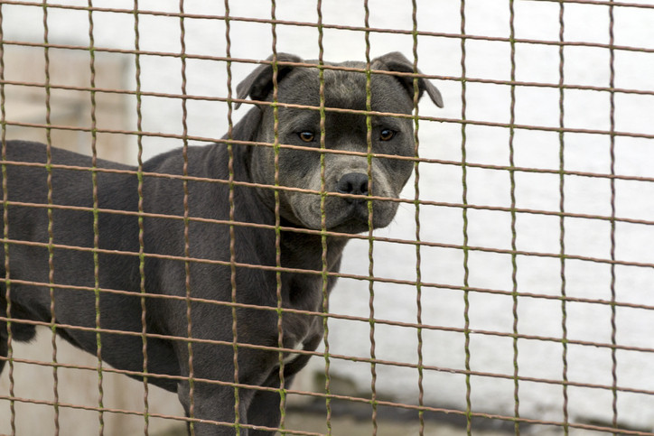 Momentul când o femeie este atacată de un pitbull, în metrou. VIDEO