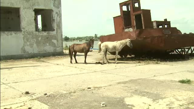 cai fabrica de conserve tulcea