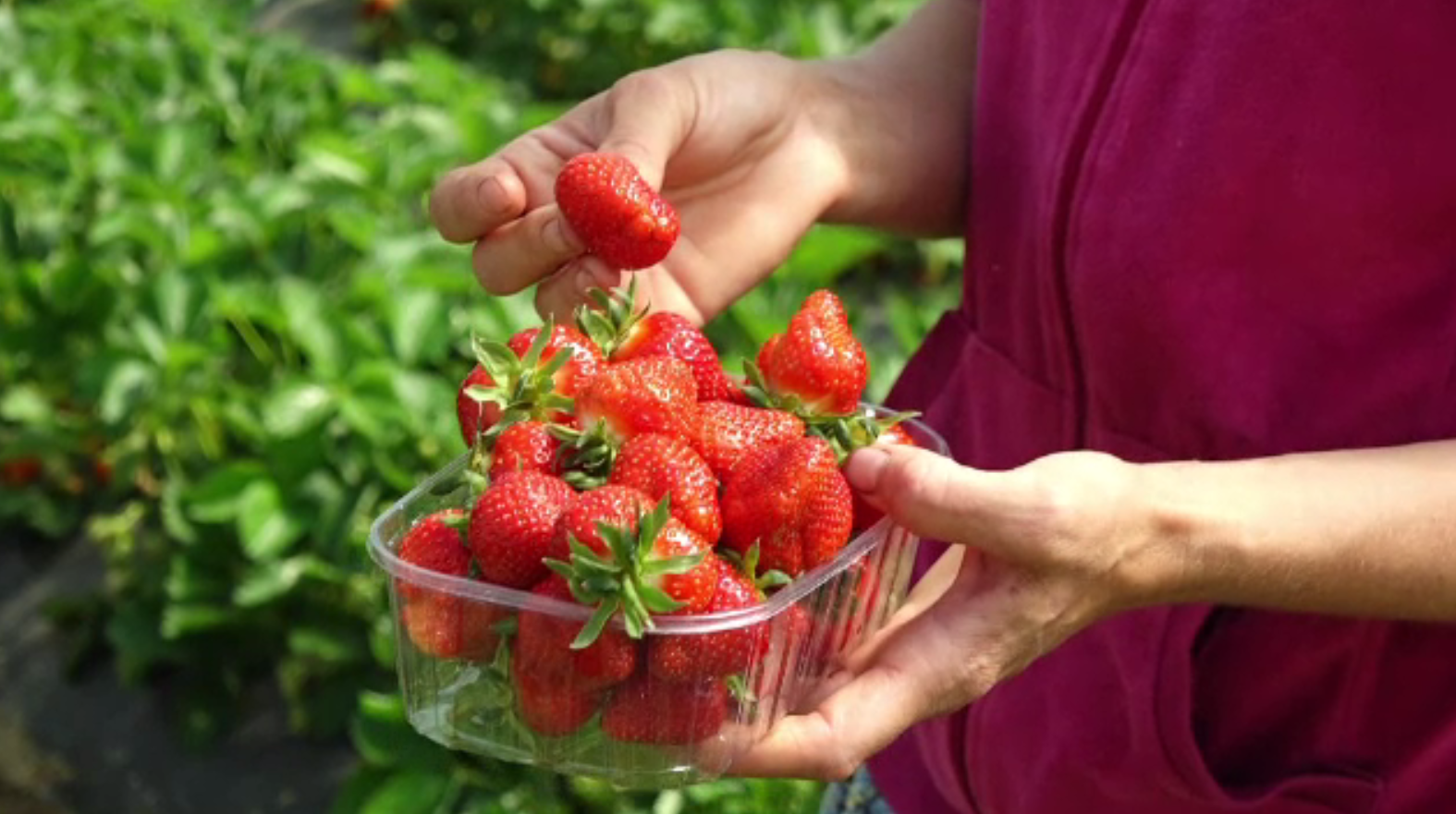 Veste proastă pentru căpșunarii români care pleacă în străinătate. Ce mașinărie vor să dezvolte fermierii britanici