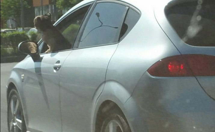 Un șofer a condus prin Brașov cu câinele ieșit pe geam. Poliția face verificări