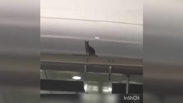 O felină care urma să zboare în China a evadat pe aeroport și a stat ascunsă 8 zile