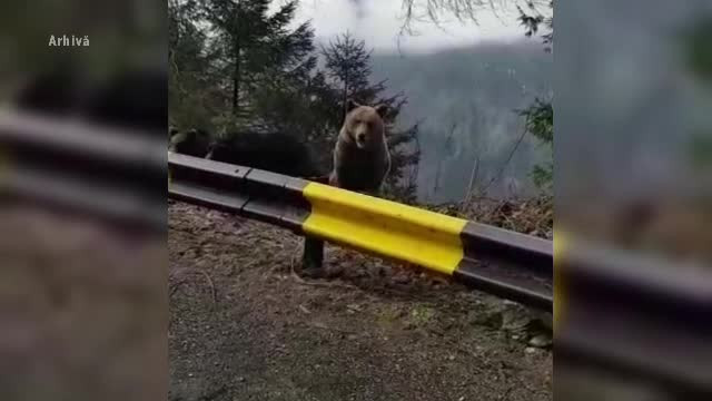 Doi turiști s-au ”întâlnit” cu ursul, în Bușteni. Au scăpat cățărându-se într-un brad