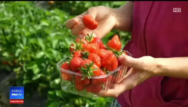 Căpșunile românești au apărut deja pe tarabe. La ce prețuri sunt vândute