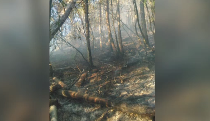 O pădure de pini din Parcul Naţional Domogled arde de 4 zile