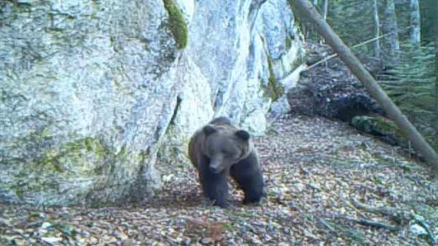 Urșii, un pericol pentru turiștii veniți cu cortul la munte