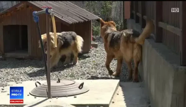 Voluntari veniți din Austria pentru a rezolva problema câinilor vagabonzi din Mureș