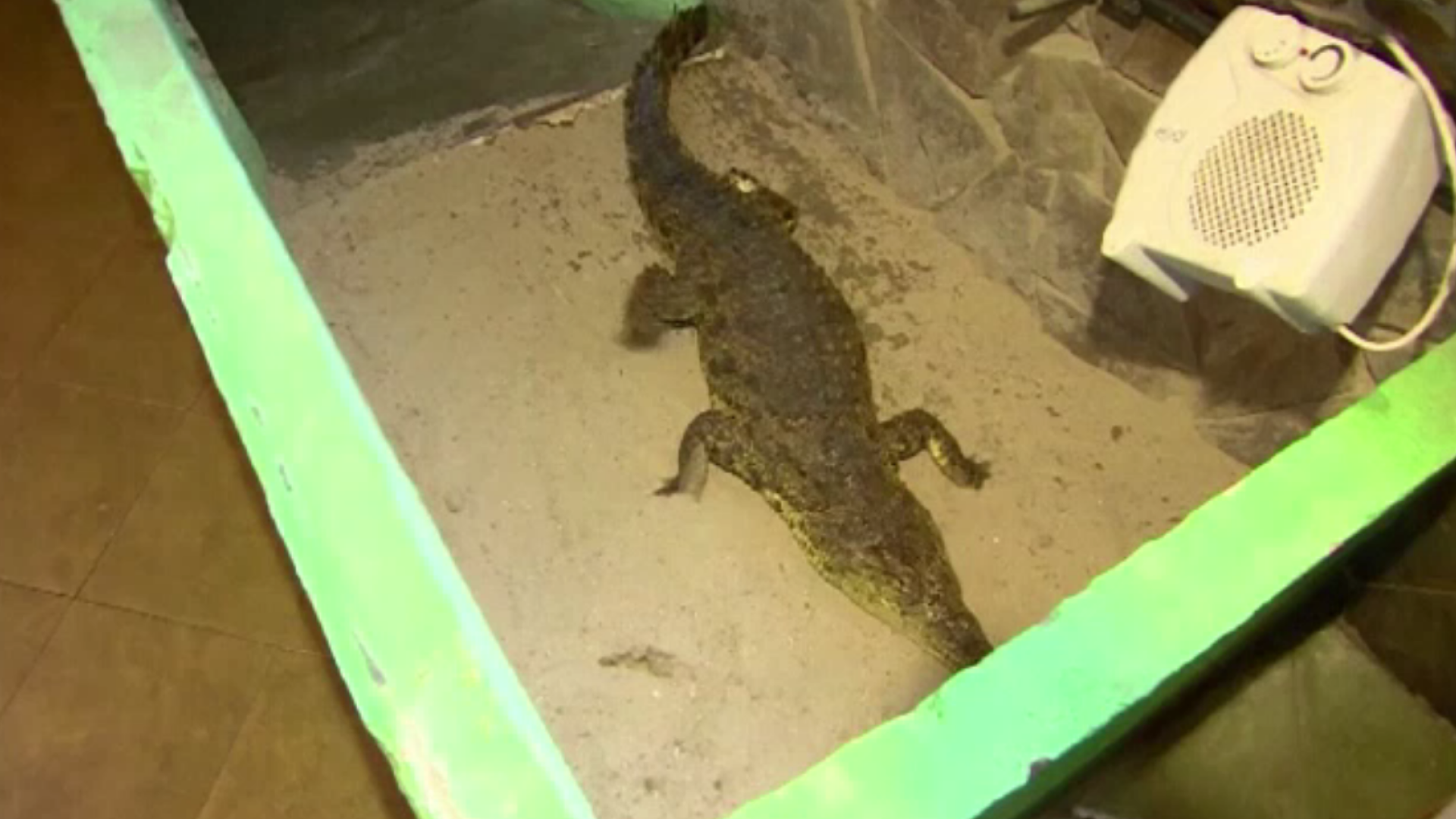 O femeie din Indonezia a fost devorată de un crocodil "îmblânzit"