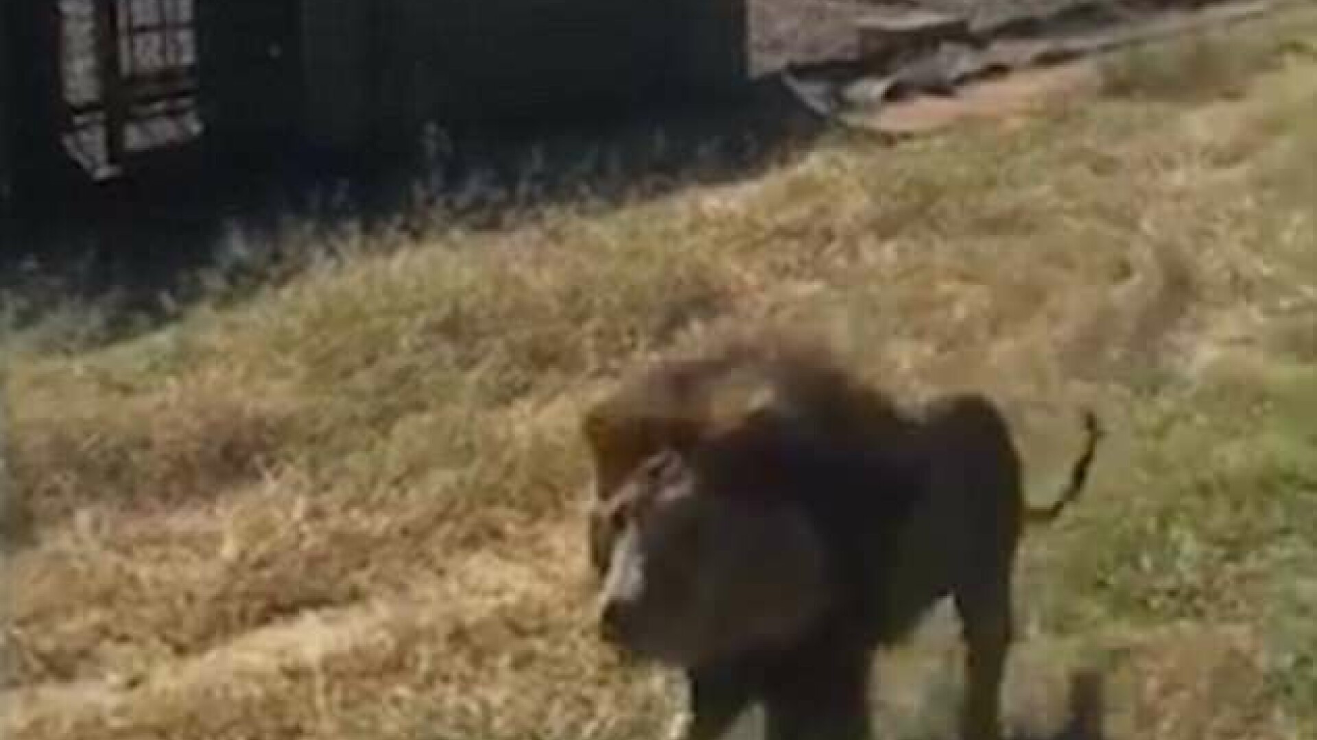 Un bărbat a fost atacat de un leu într-o rezervație. Scena de groază a fost filmată