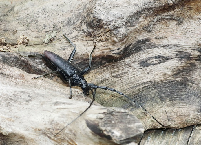 Primăria Bistriţa, acuzată de Garda de Mediu ."Au distrus habitatul şi 3 gândaci erau decedaţi"