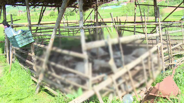 Masacru la un adăpost de animale, în apropiere de Oradea