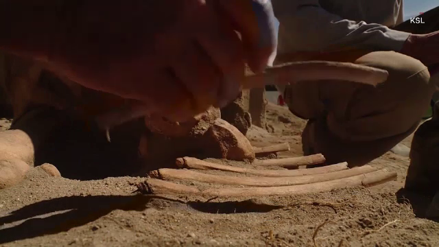 Scheletul unui animal preistoric descoperit întâmplător de o familie care săpa grădina