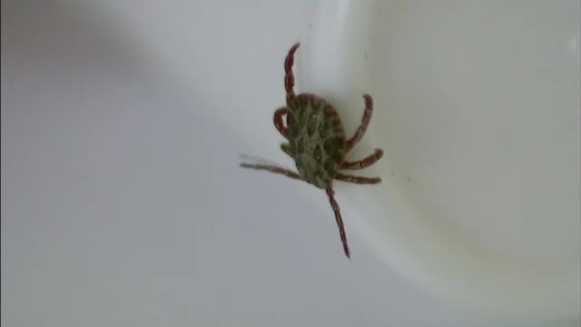 Oraşul din România unde 30 de oameni au fost înţepaţi de căpuşe în ultimele zile