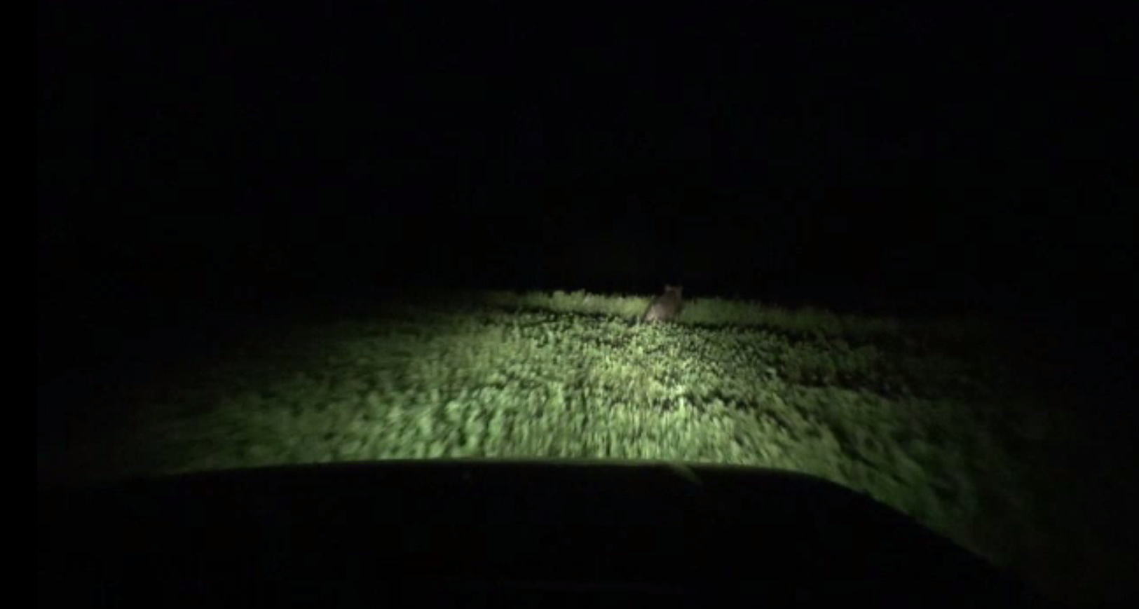 Porcii mistreți le dau bătăi de cap fermierilor din Bacău. Localnicii fac nopți albe lângă culturi