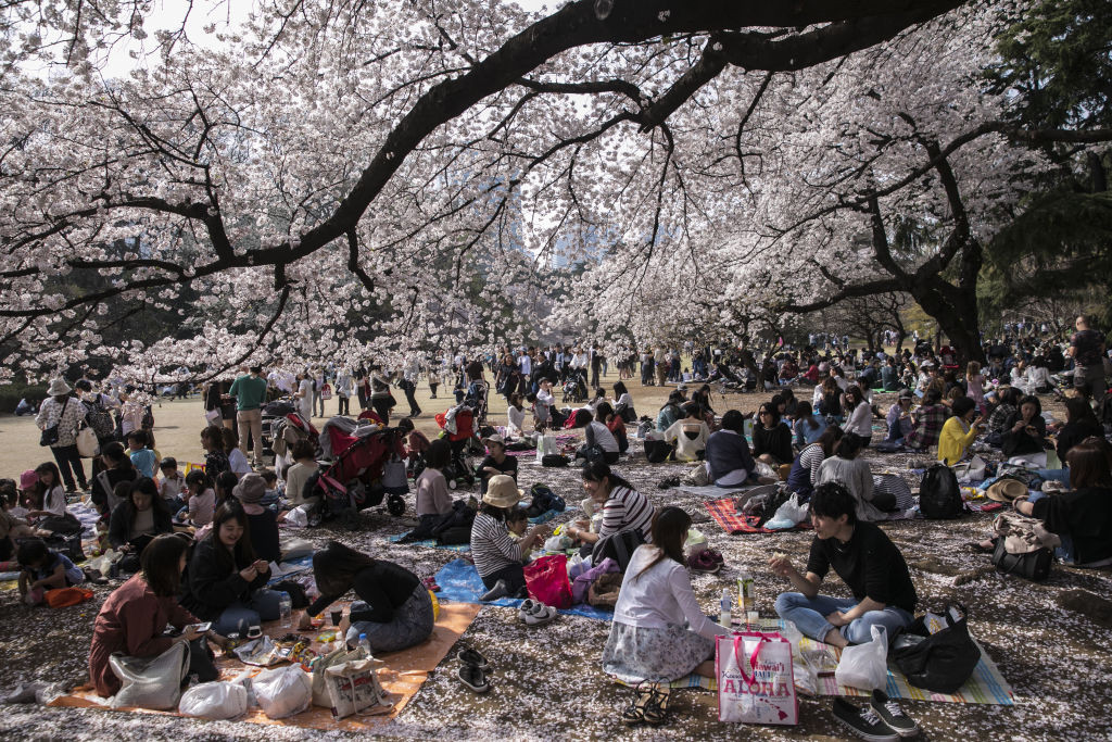 Japonia pierde două miliarde de dolari din cauza florilor de cireș