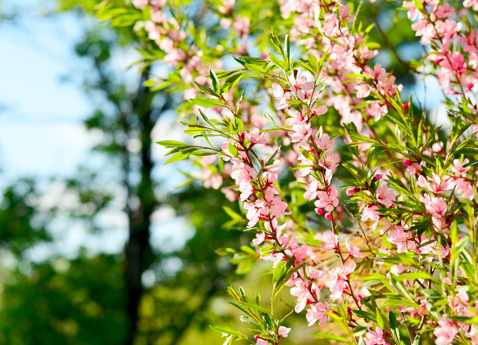 Vreme de vară, cu temperaturi care trec de 30 de grade. Marţi încep ploile