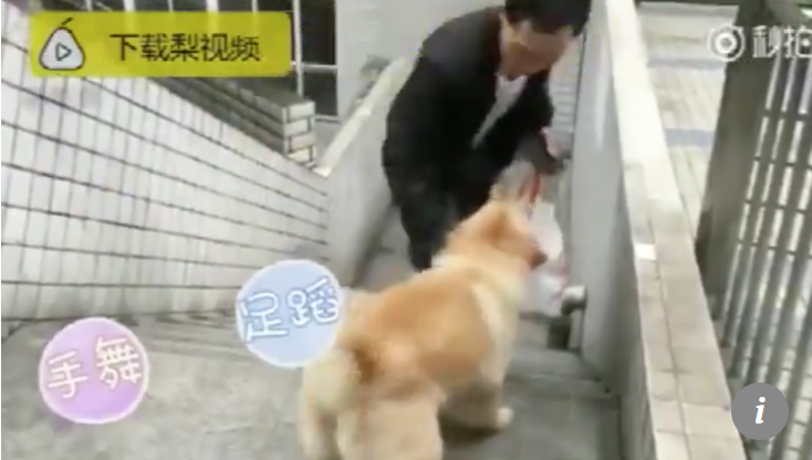 „Micuțul urs”, câinele de 15 ani care își așteaptă zilnic stăpânul în stația de metrou