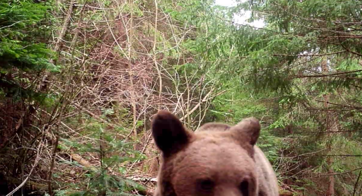 Reacția amuzantă a unui urs când descoperă o cameră de monitorizare într-o pădure din Vrancea