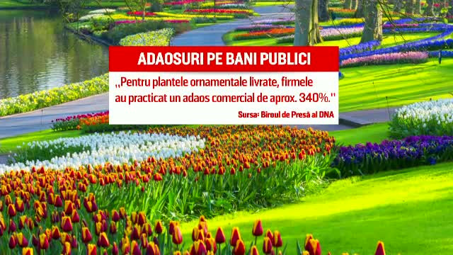 Ancheta spațiilor verzi din Capitală înflorește. Crizanteme cumpărate cu 310 lei firul