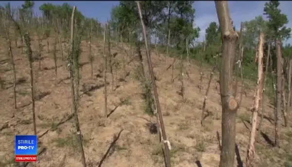 Românii care au dat lovitura după ce au cultivat fructul tinereții veșnice