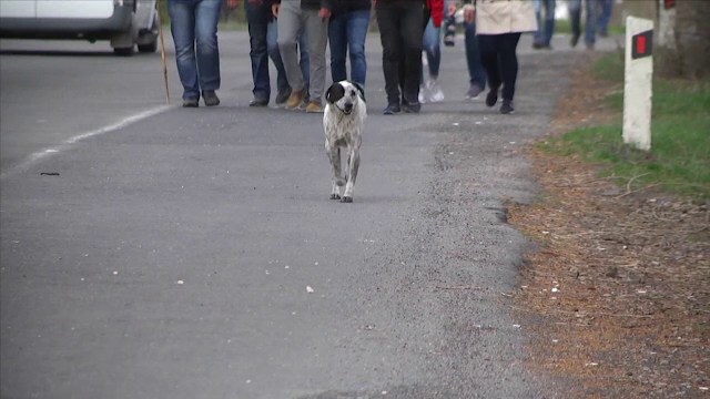 Povestea lui Chalo, câinele care a străbătut 200 de km alături de protestatarii din Armenia