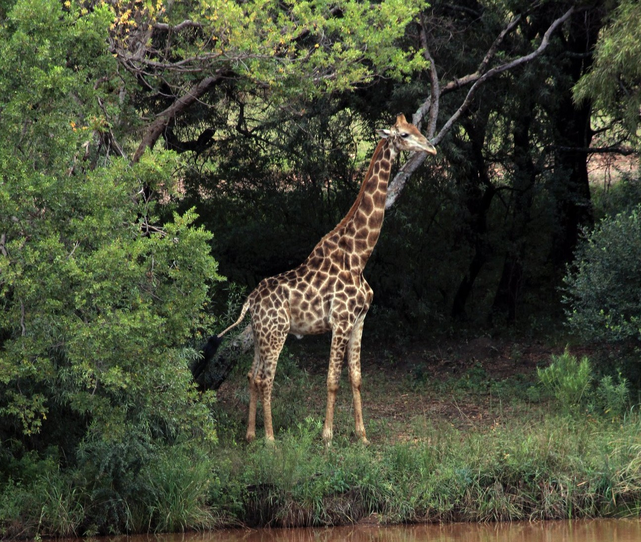 Regizor faimos, ucis de o girafă. "Animalul nu a făcut nimic rău"