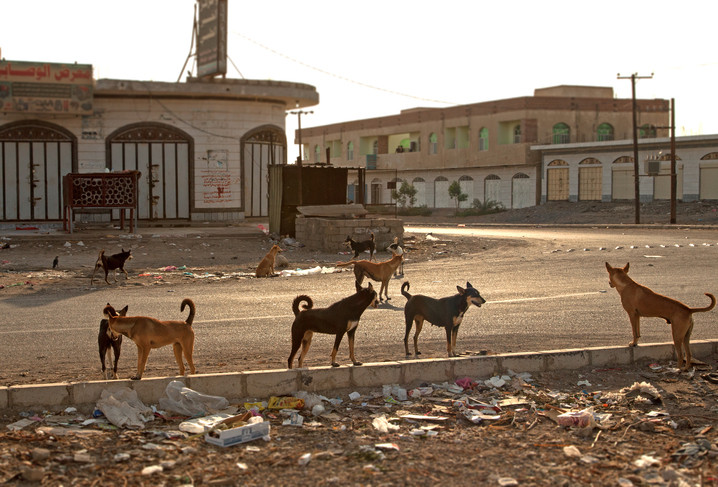 Șase copii din India, uciși de câinii sălbăticiți