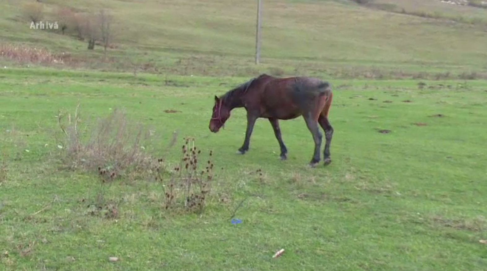 Copil de 10 ani, în stare gravă la spital după ce a fost lovit în față de calul familiei