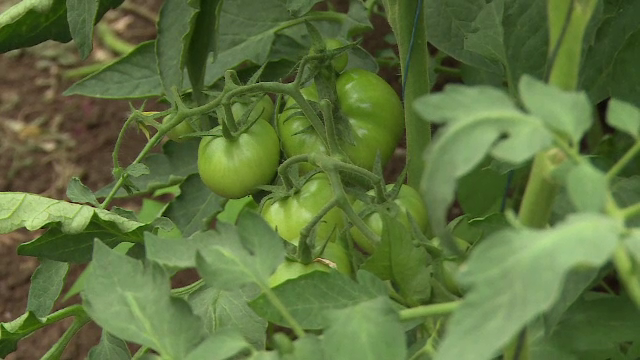 Metoda prin care agricultorii români și-au triplat producția în doi ani