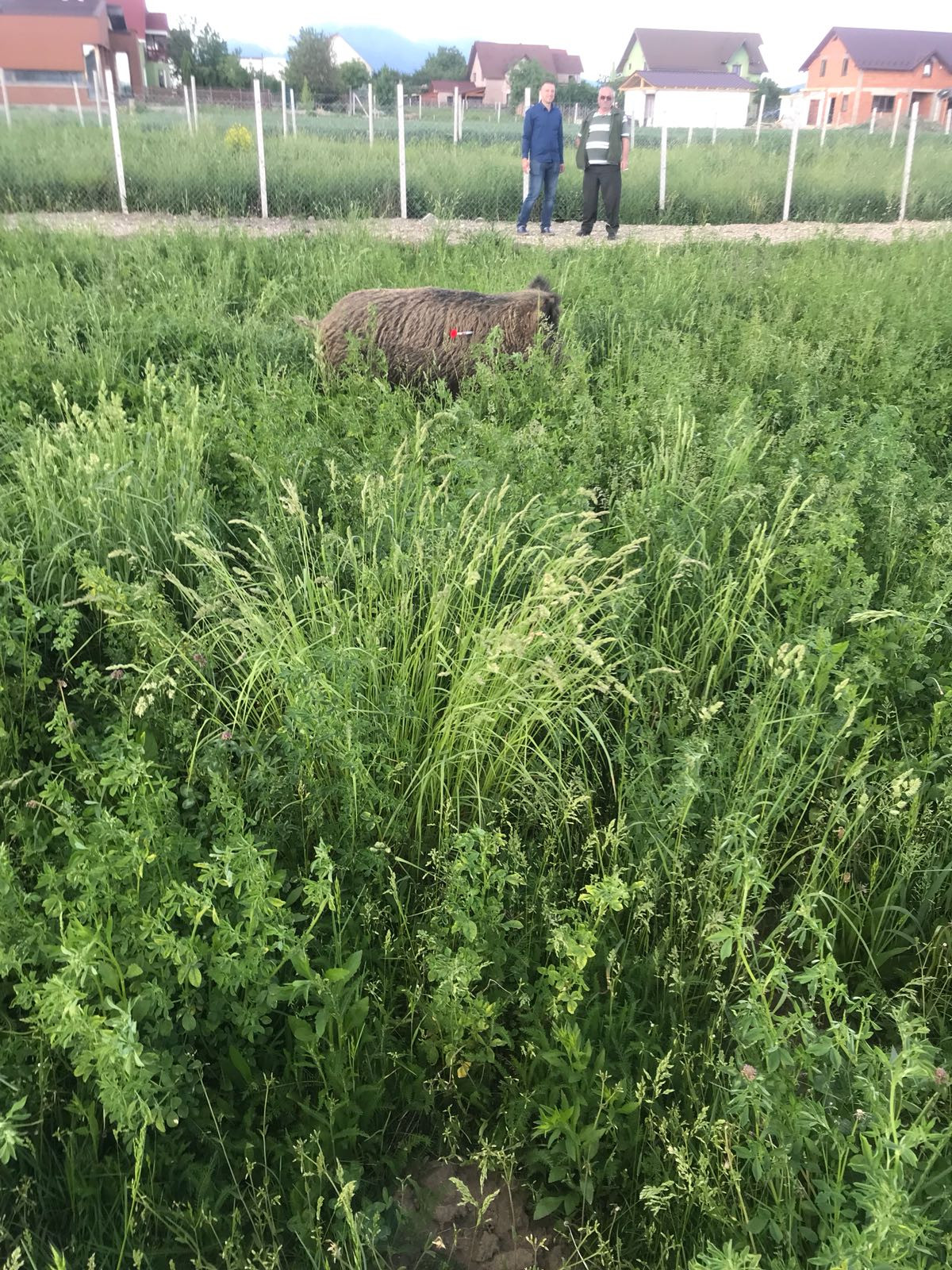 S-a trezit cu doi mistreți în grădină. Pățania unui bărbat din Bistrița. VIDEO