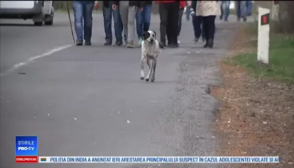 Povestea lui Chalo, câinele care a străbătut 200 de km alături de protestatarii din Armenia