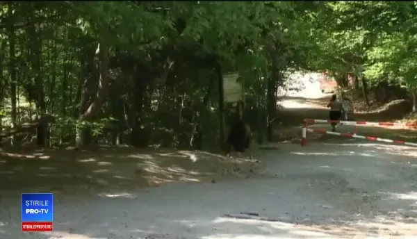 Un pui de urs a venit printre turişti, pe malul Lacului Sfânta Ana. Reacţia oamenilor