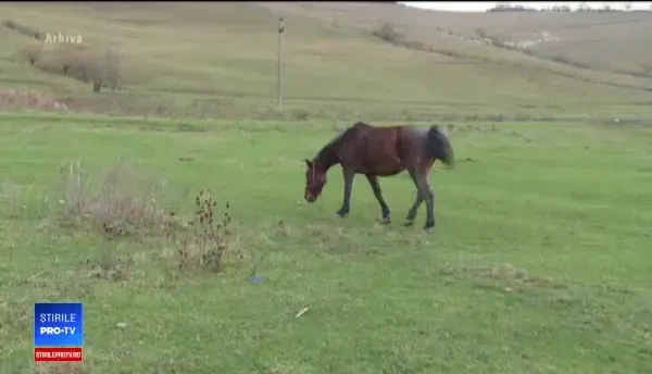 Copil de 10 ani, în stare gravă la spital după ce a fost lovit în față de calul familiei