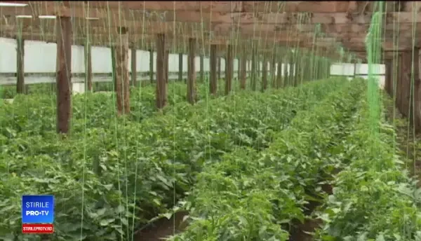 Metoda prin care agricultorii români și-au triplat producția în doi ani