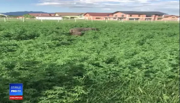 S-a trezit cu doi mistreți în grădină. Pățania unui bărbat din Bistrița. VIDEO