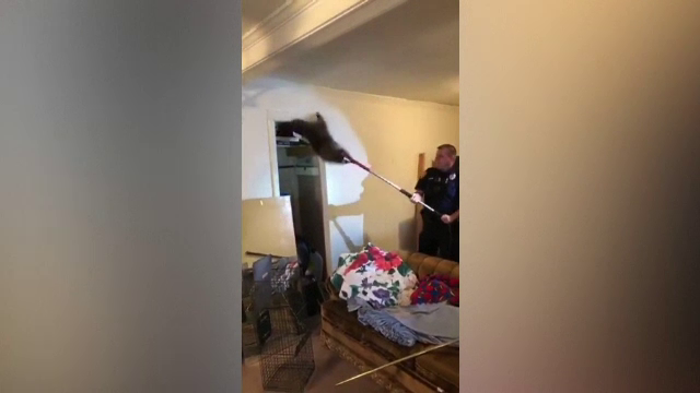 Tavanul unei case din SUA a cedat din cauza unor ratoni