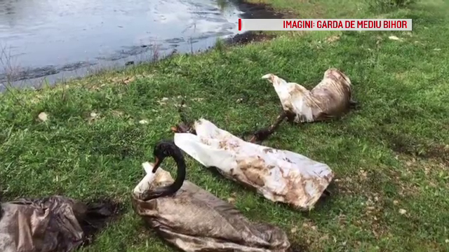 Lebedele salvate de la moarte, în urmă cu 3 saptămâni, au dispărut: „Credem că au fost furate pentru friptură”