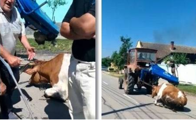 Bărbatul care a târât o vacă cu tractorul, pe stradă, este cercetat penal