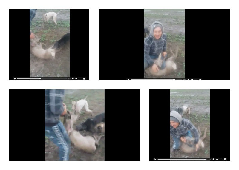 caprioara ucisa arges