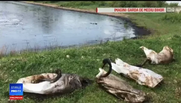 Lebedele salvate de la moarte, în urmă cu 3 saptămâni, au dispărut: Credem că au fost furate pentru friptură