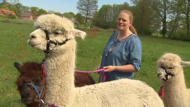 Trei alpacale, pe post de animale de pază: „Contribuie la menţinerea liniştii”