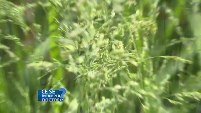 Luna mai, cea mai periculoasă pentru persoanele alergice la polen. Ce li se recomandă