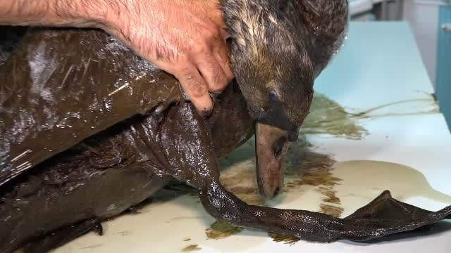 Lebedele dispărute din Mureş au fost aduse înapoi. "Credem că au fost furate pentru friptură"