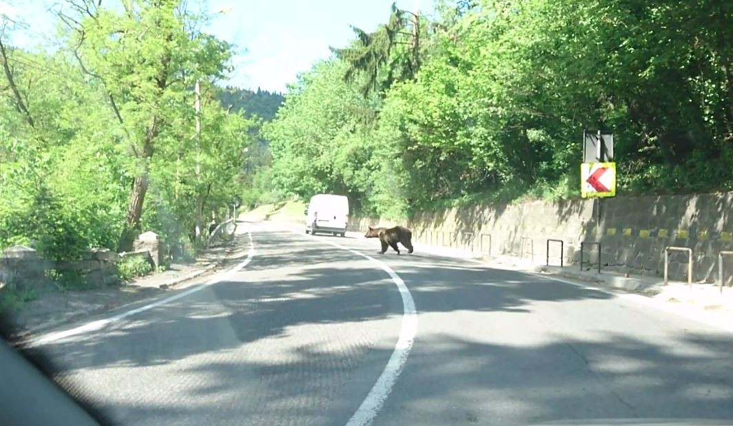 O ursoaică a oprit circulația. Imagini filmate pe o şosea de lângă Băile Tuşnad