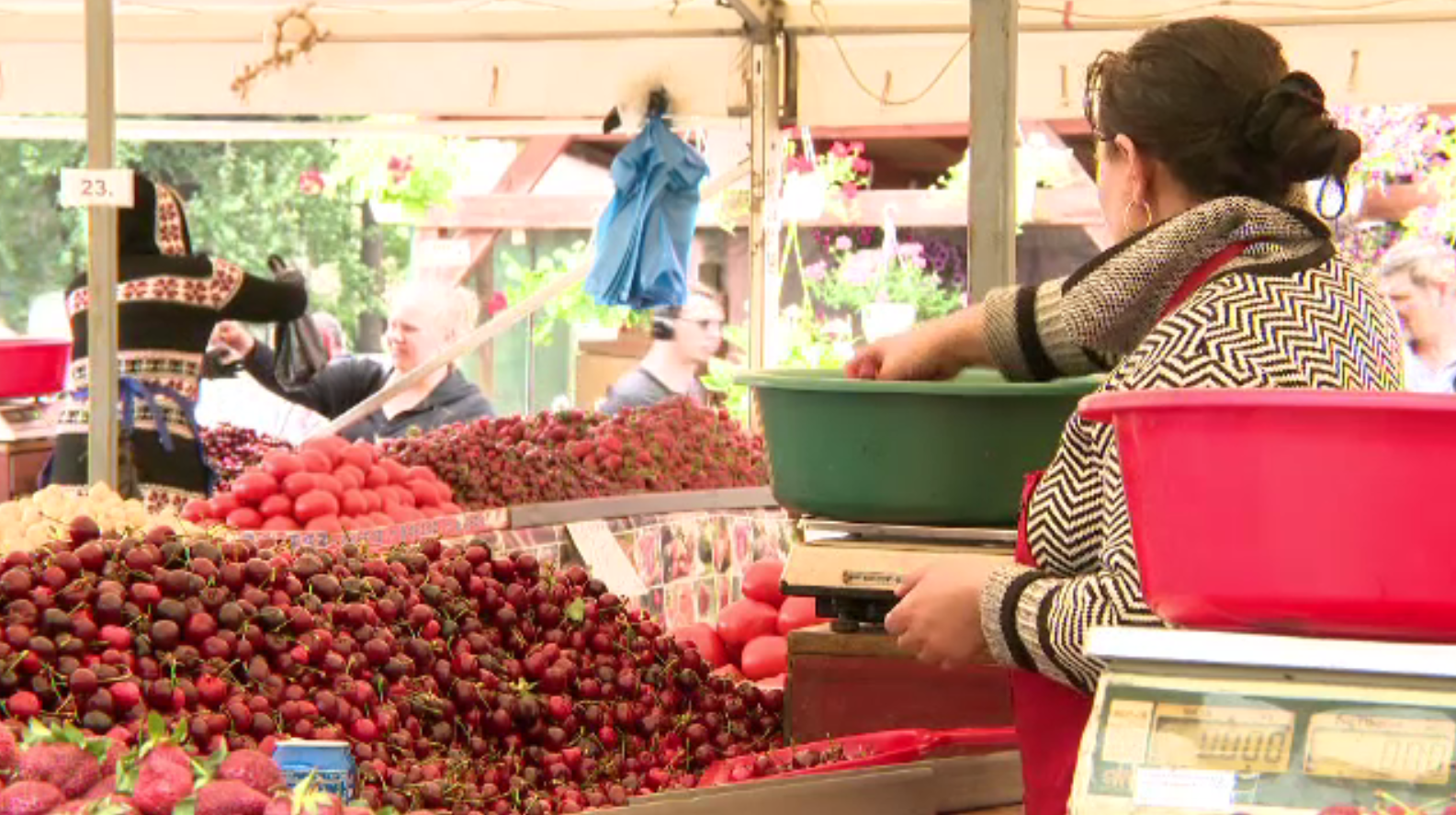Cireșele de mai, un lux pentru români. ”Închiriem pentru poze pe Facebook!"